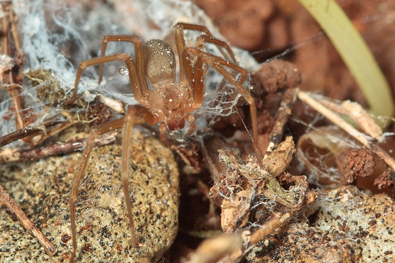 Loxosceles rufescens - Malta